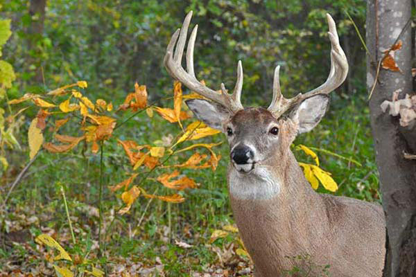Deer hunting in Maine