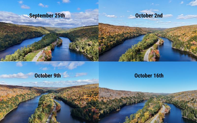 Week to week comparison of foliage in The FOrks Maine 2024